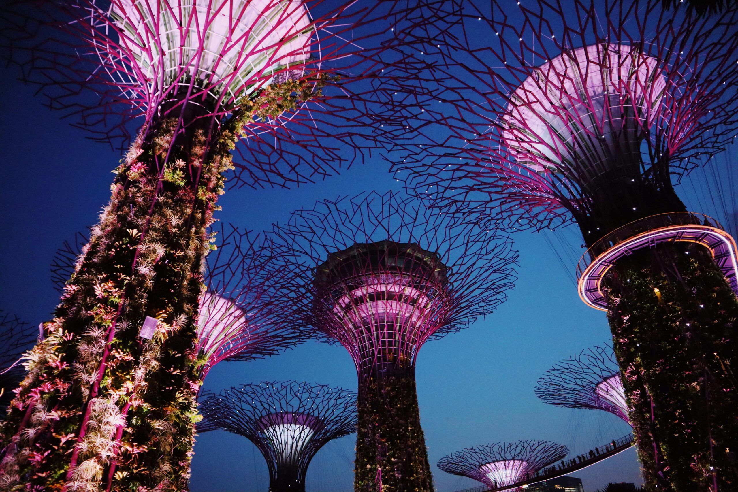 Captivating nighttime shot of the illuminated Supertree Grove in Singapore's Gardens by the Bay.