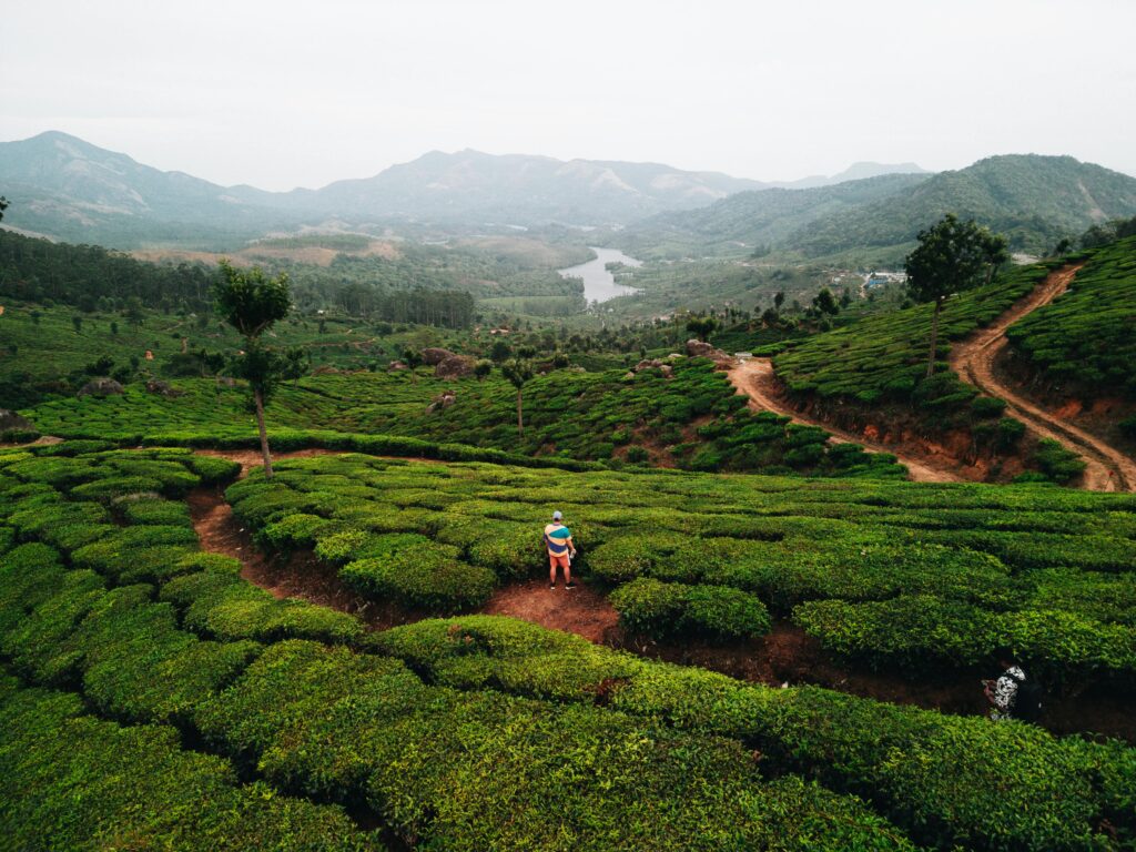 Two people standing in a lush tea plantation in Munnar, Kerala with scenic mountain views.