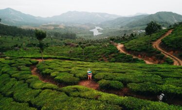 Two people standing in a lush tea plantation in Munnar, Kerala with scenic mountain views.